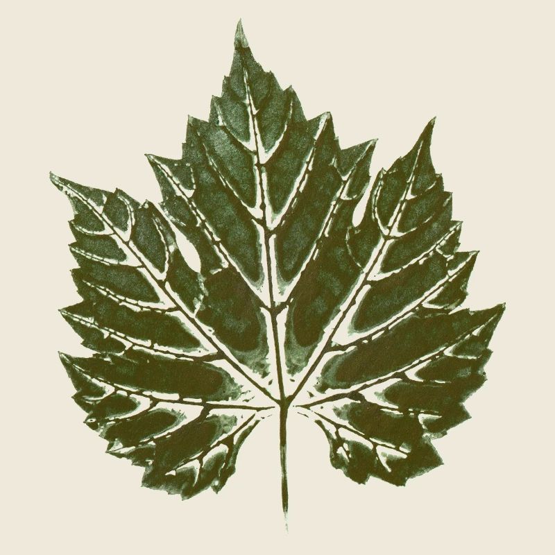 Feuille de vigne VERT - imprimé feuille - WINER & GARDEN