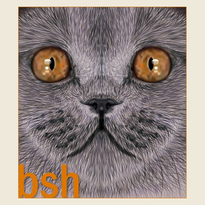 British Shorthair Cat