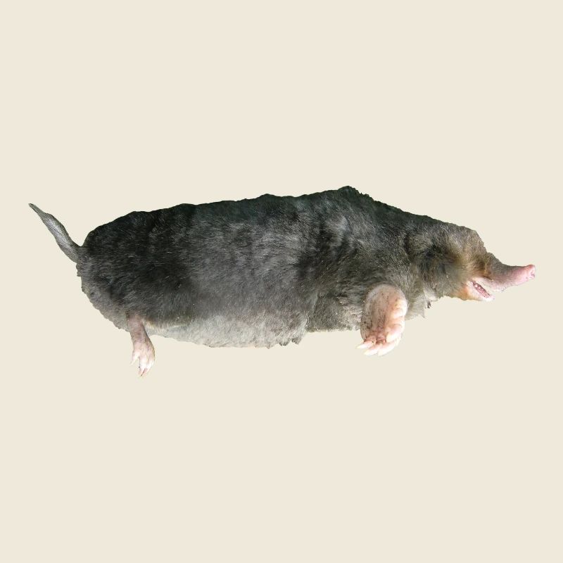 Maulwurf