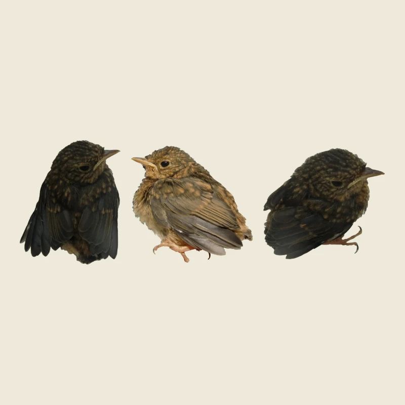 Rotkehlchen Ästlinge