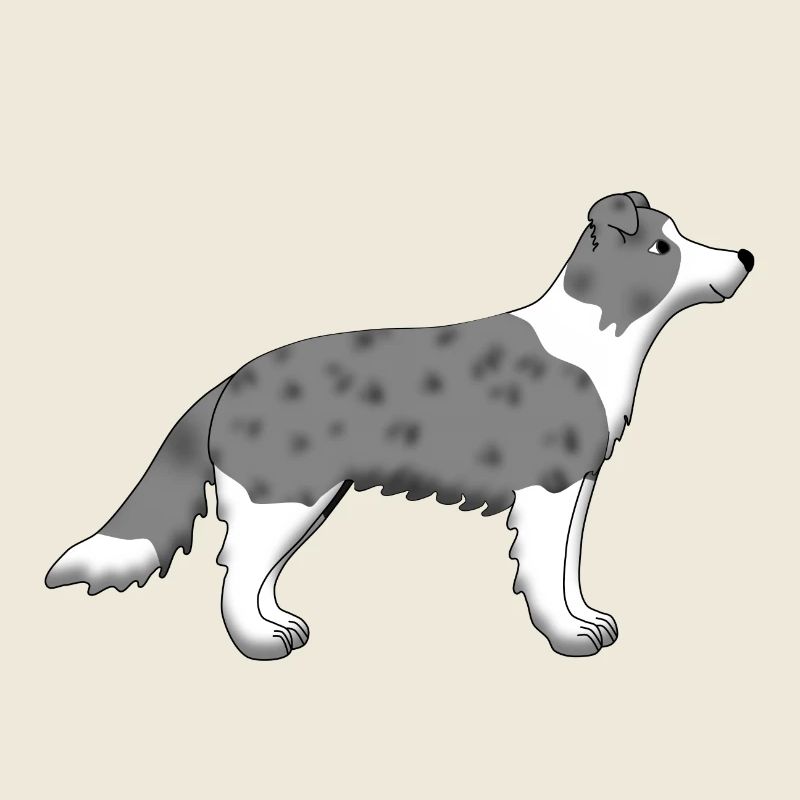 Border Collie blue merle