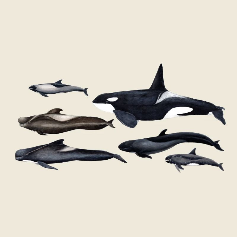 Blackfish - Orcas - Calderones - Grindwal