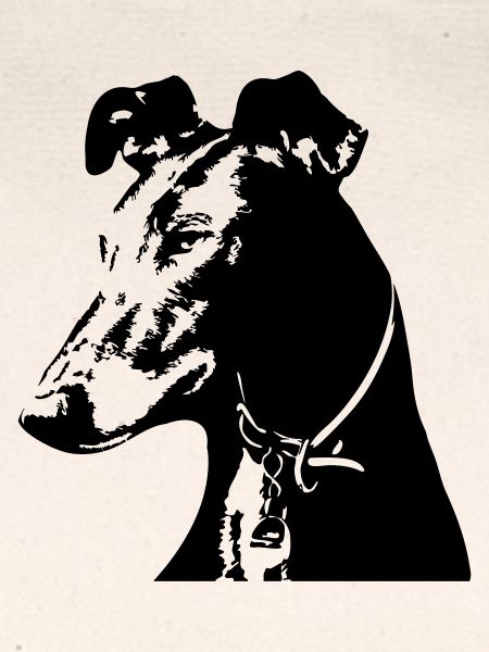 Galgo Kopf