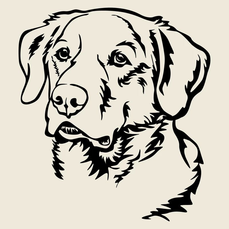 Labrador Kopf