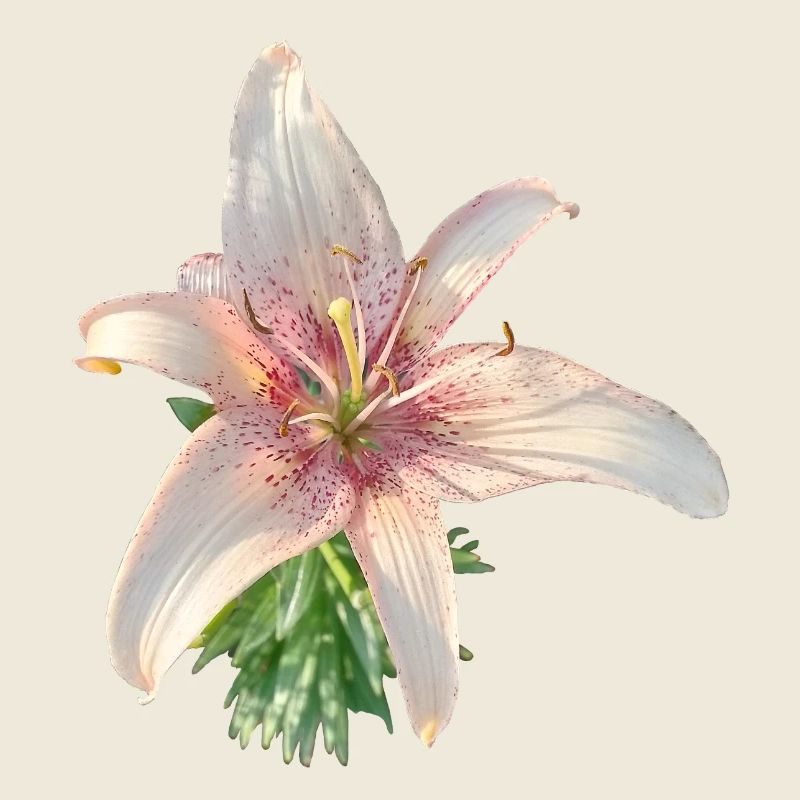LYS ROSE