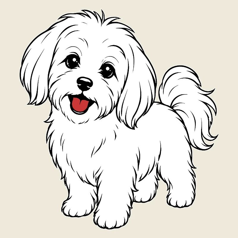Malteser Hund weiß