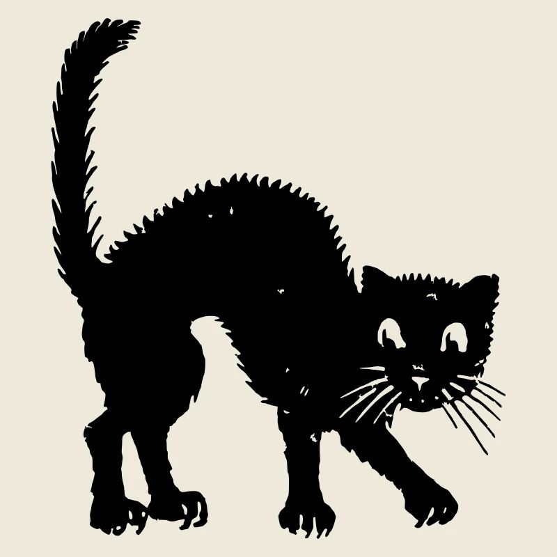 chat baleine à bosse