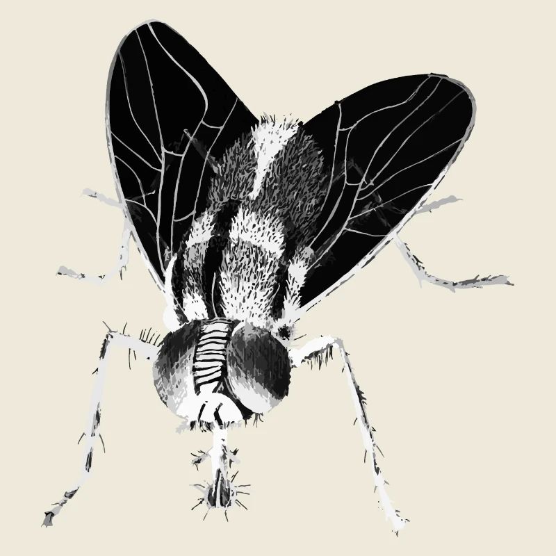 Fly - Insect