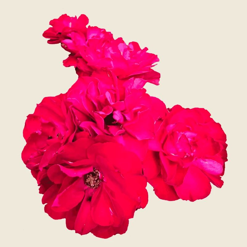 Roses