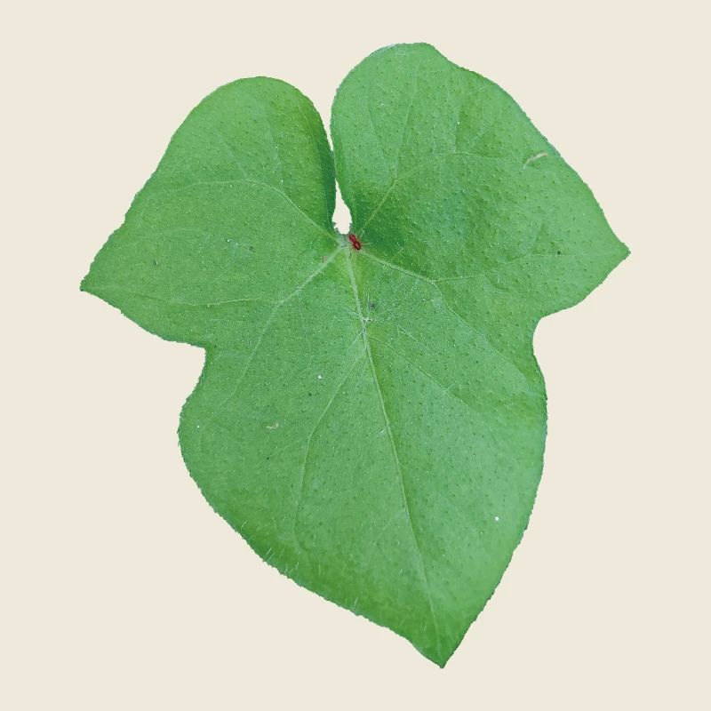 Green_Leaf_-_Tiny_Red_Spider