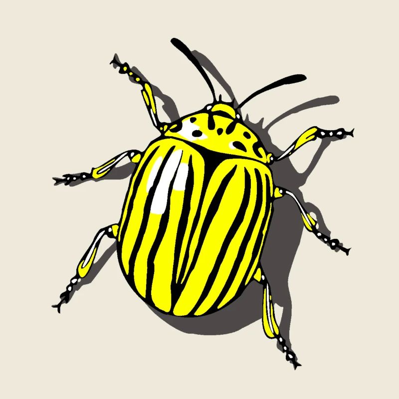 Potato beetle