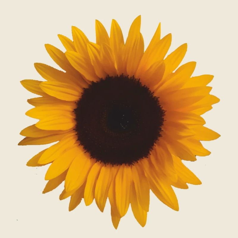 sunflower sunflower
