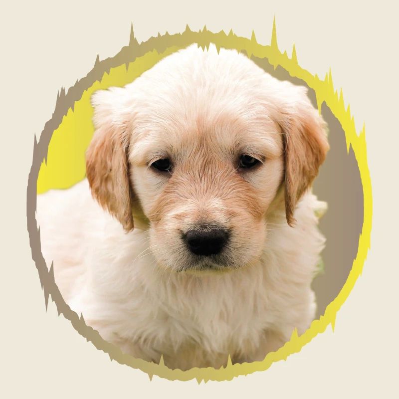 puppy