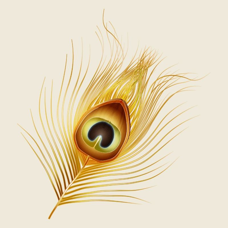hand-drawn gold-colored peacock feather