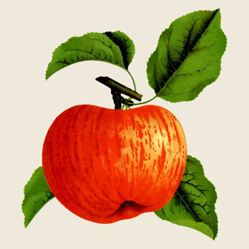 Apple Veggie Fruit Tree Fruits Baum3