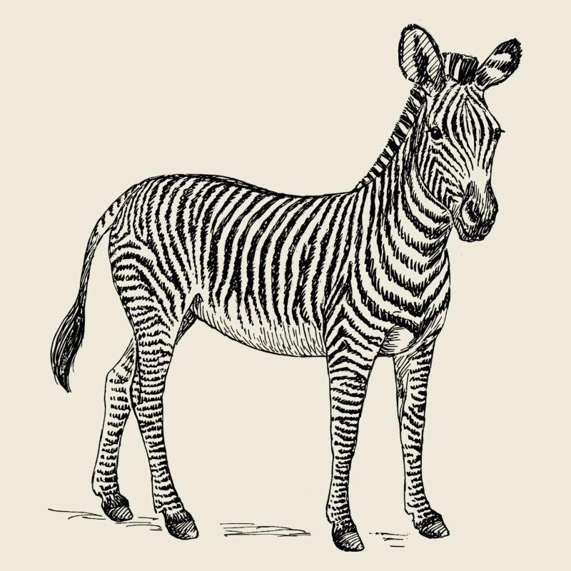 Zebra schwarz weiß