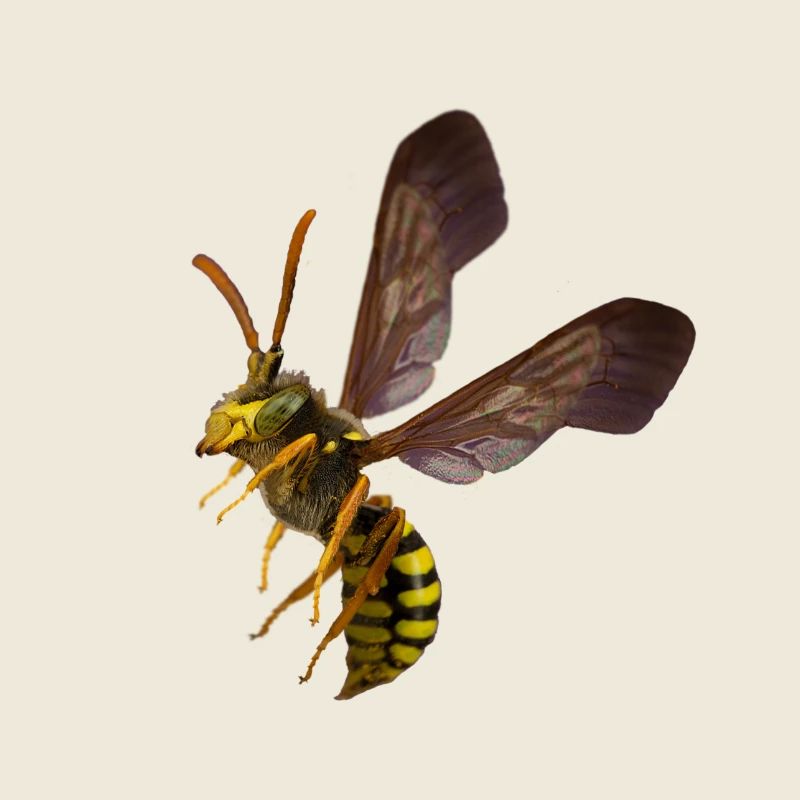 Wasp Shirt von Custom