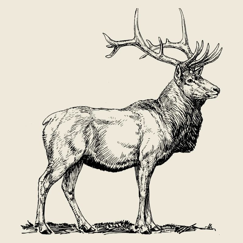 Deer Deer Bock Gift Hunter Hunting Souvenir
