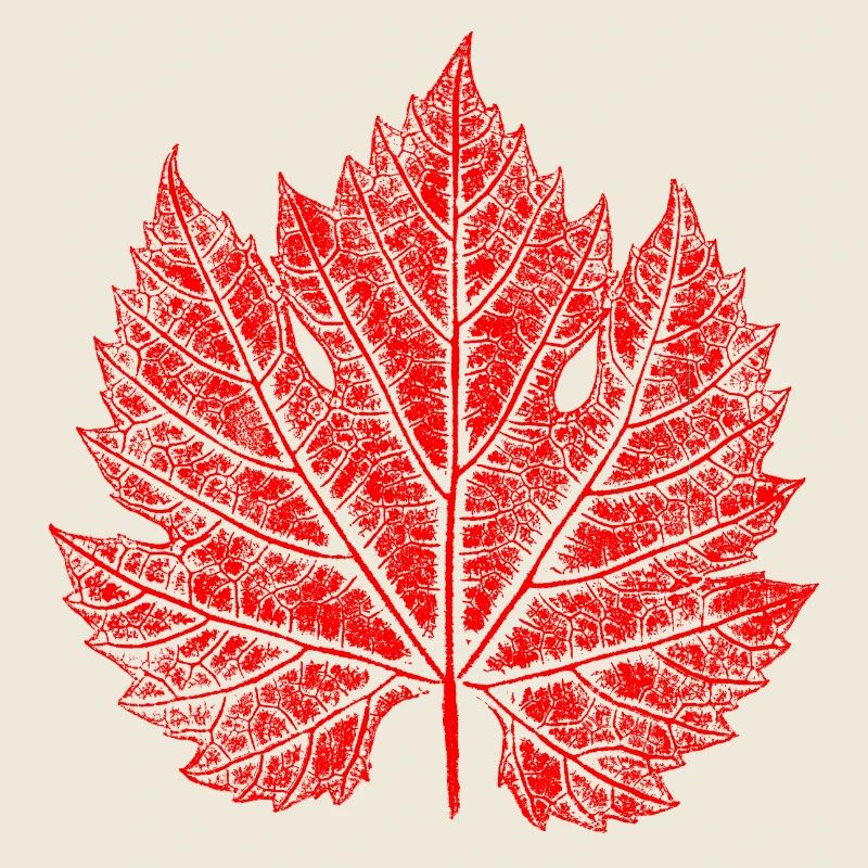 Grape Leaf / Red / Wine Leaf