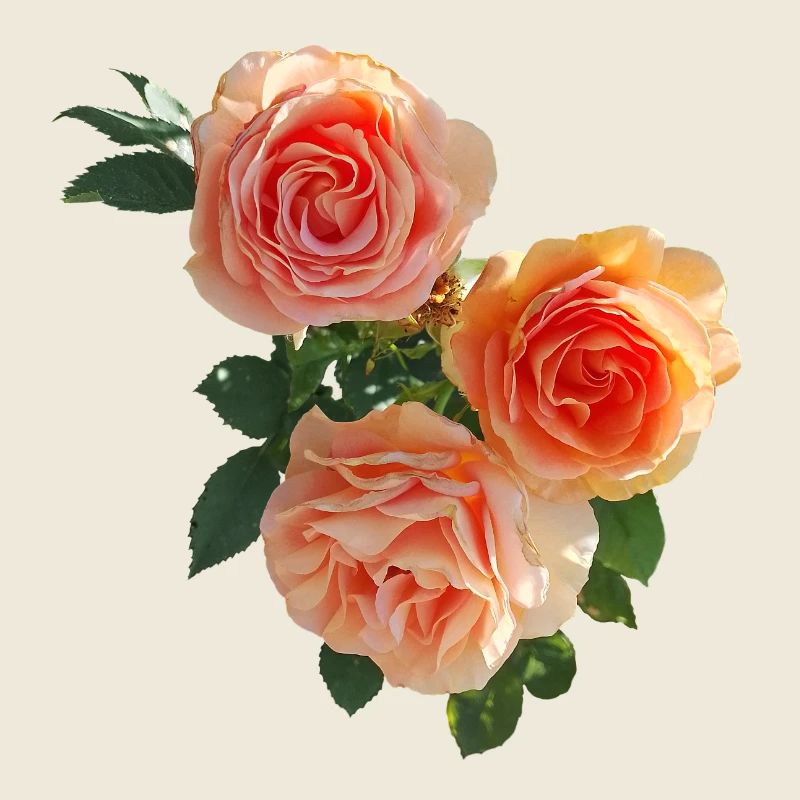 Pfirsichrosen Bouquet