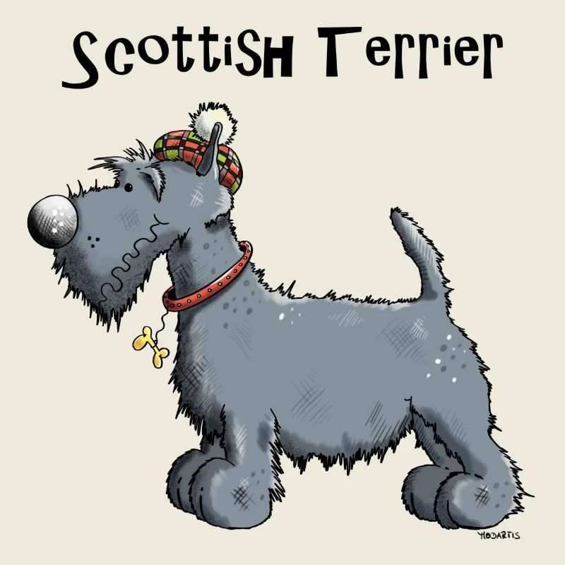 Silvius der Scottish Terrier