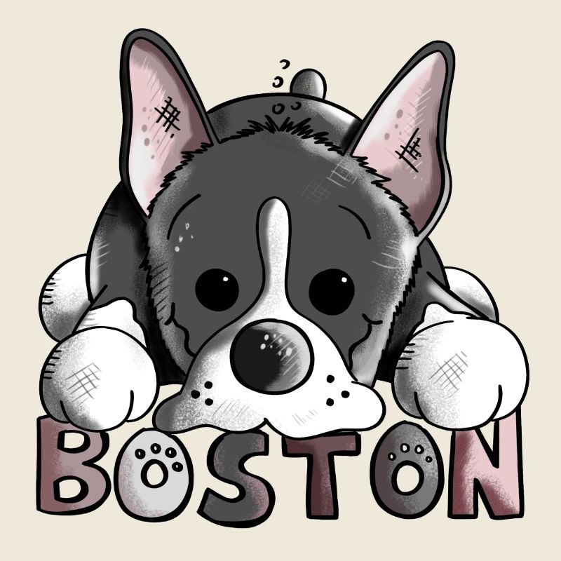 Cute Boston Terrier