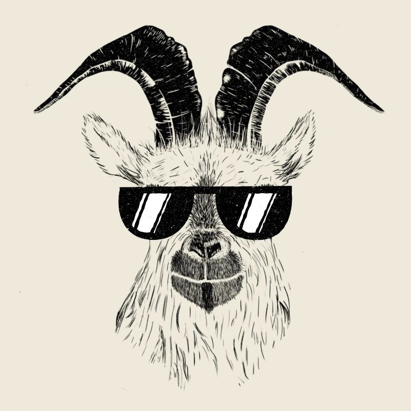Goat goats