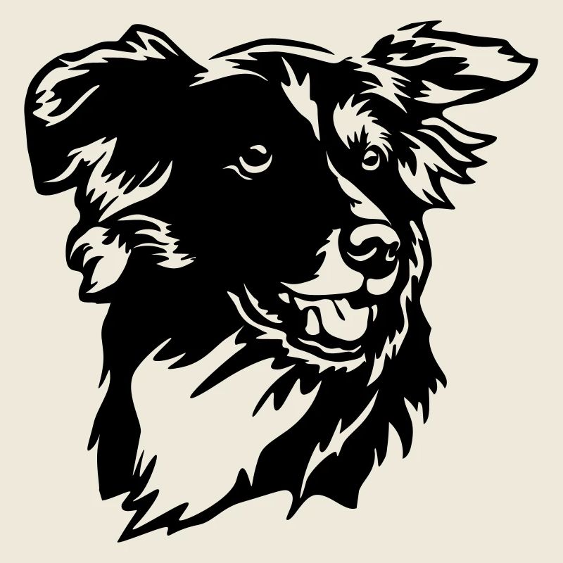 Border Collie Head