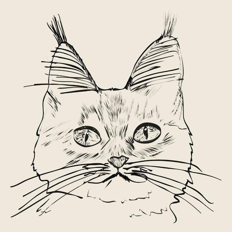 Chat de race