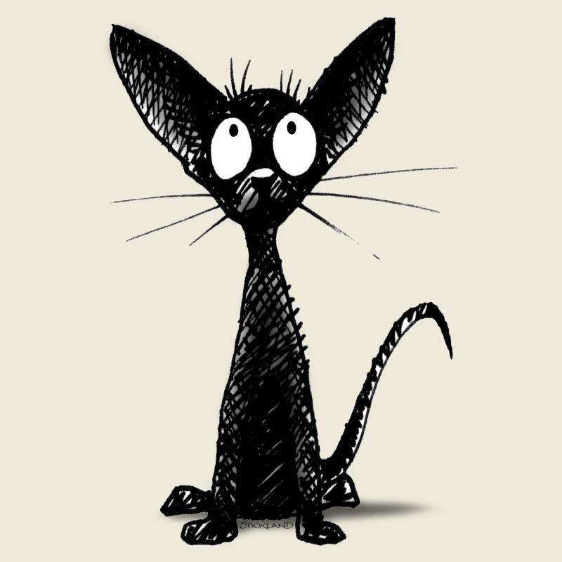 Funny Little Cute Black Cat