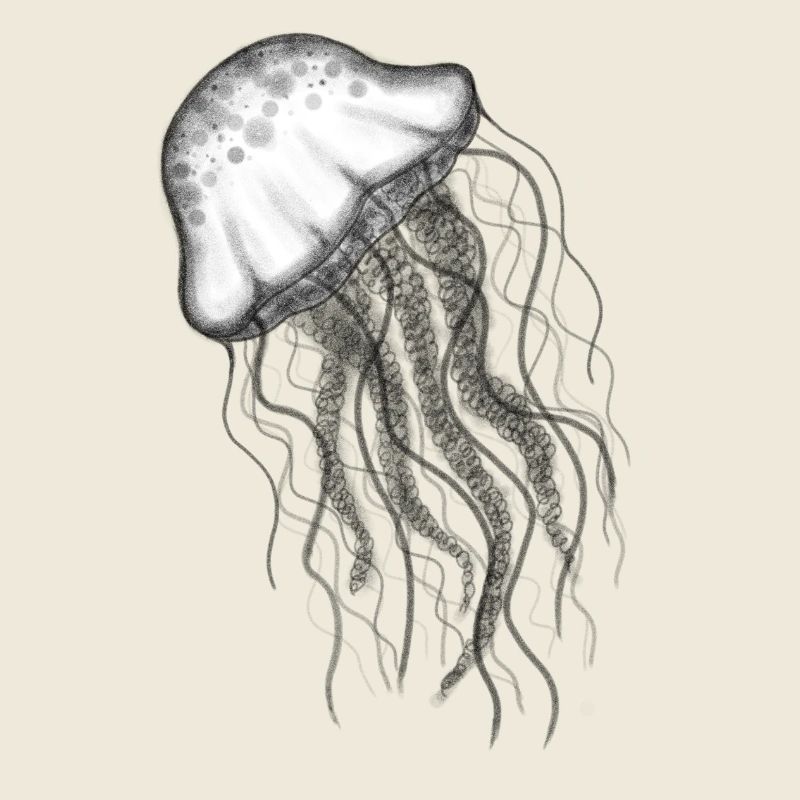 Méduse Méduse