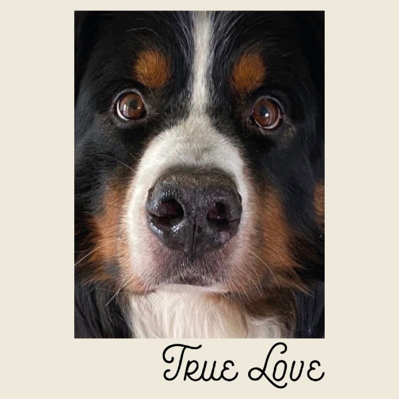 Face Bernese Mountain Dog