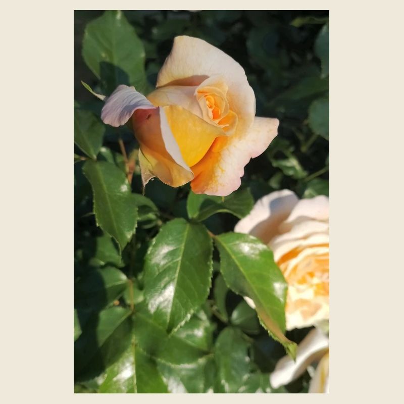 Delicate yellow-light orange rose bud