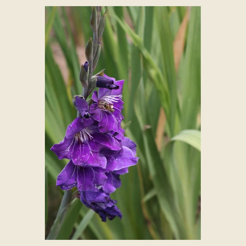 Glaïeul – amidon en fleurs
