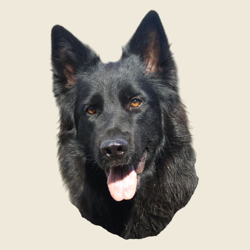 black shepherd head