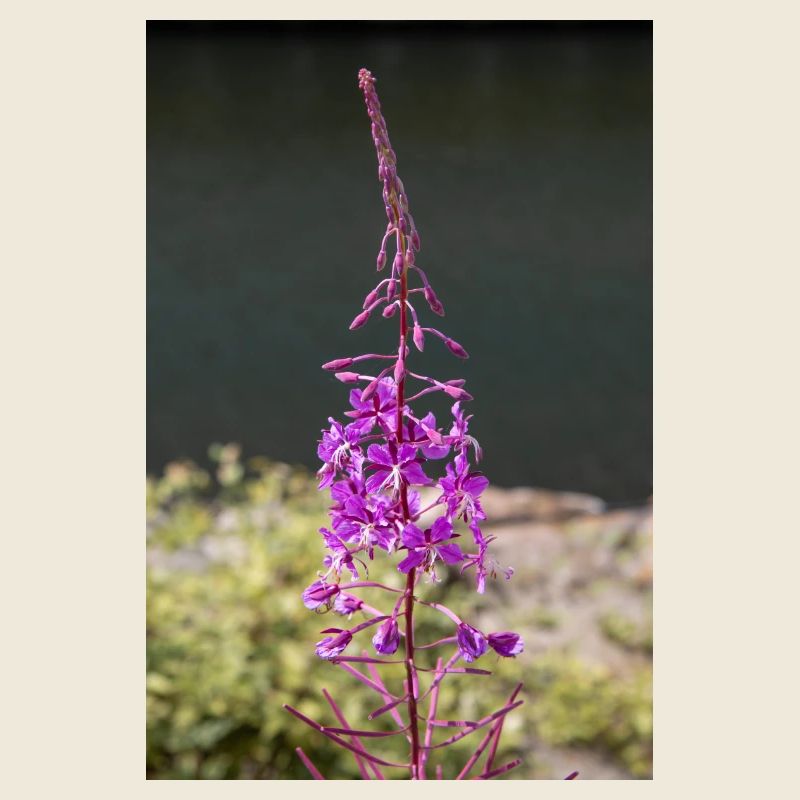 fireweed also willow herb also rosebay willowherb