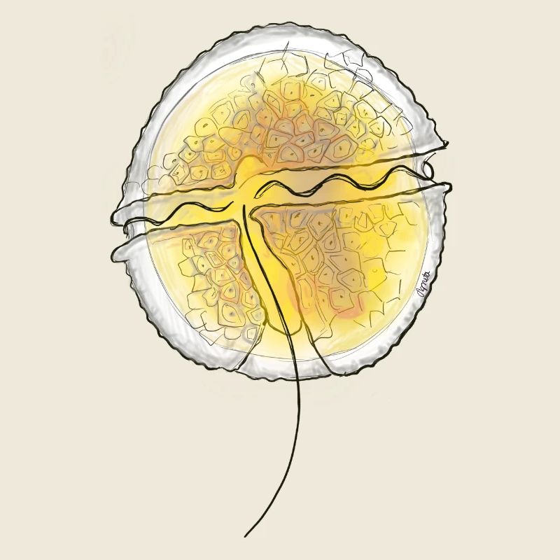 Protoceratium reticulatum