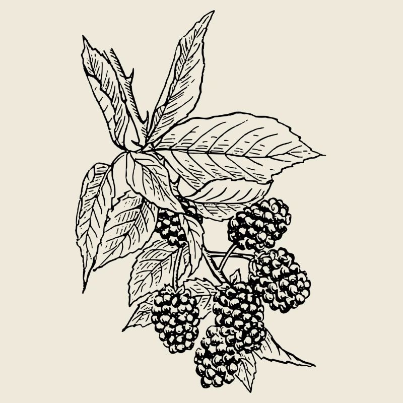 raspberry rasperry fruit veggie vegetables fruits2
