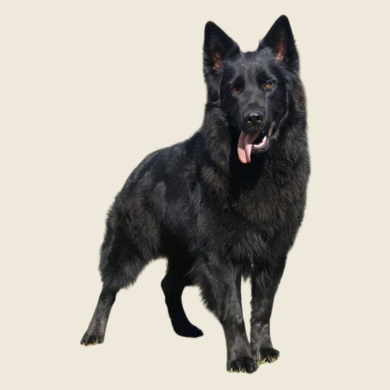 black shepherd dog