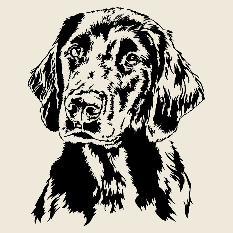 FLAT COATED RETRIEVER chiens chien chien de chasse Wilsigns