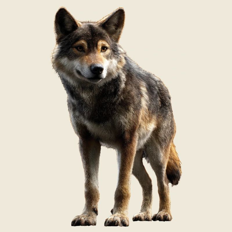 Wolf Love Wolves Wolf Pack Wolfhound Wild Wolf