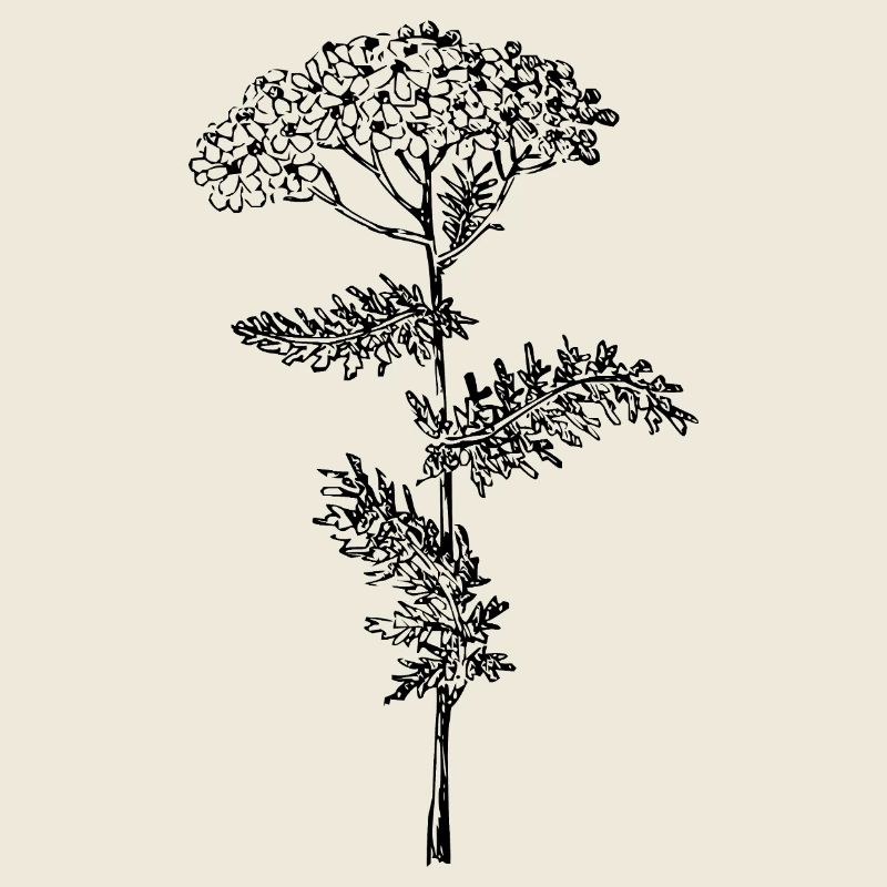 Fleur d’achillée millefeuille