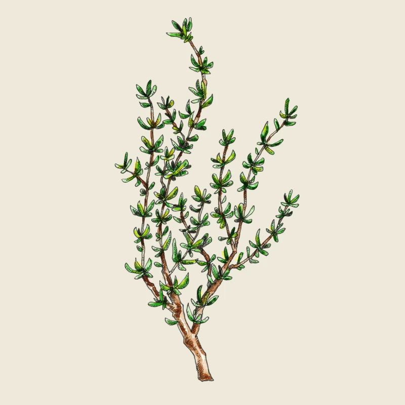 thyme