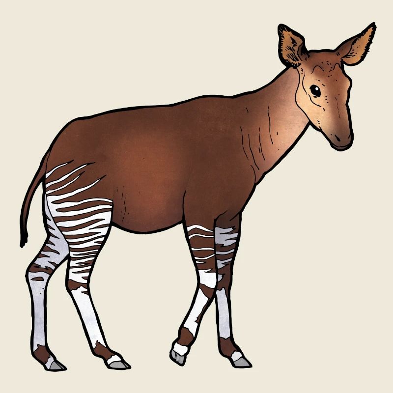 Okapi 02