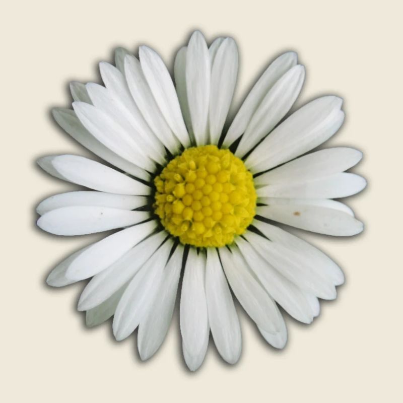 Gänseblümchen - Blume