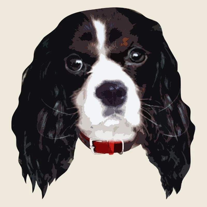 cavalierkingcharlesspaniel_face005