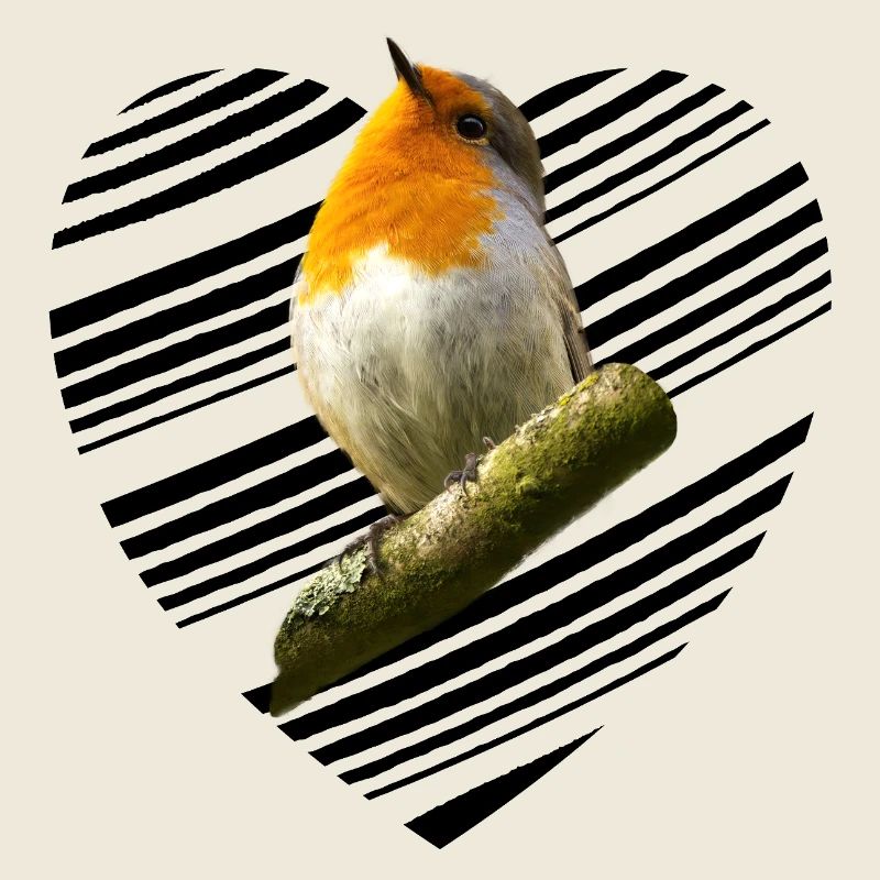 Rotkehlchen robin Erithacus rubecula