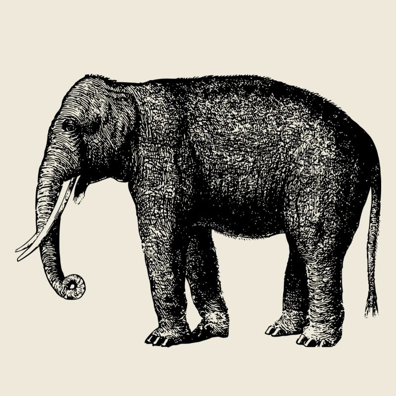 éléphant