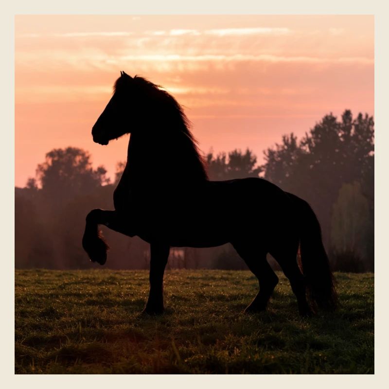 Friesian Morning
