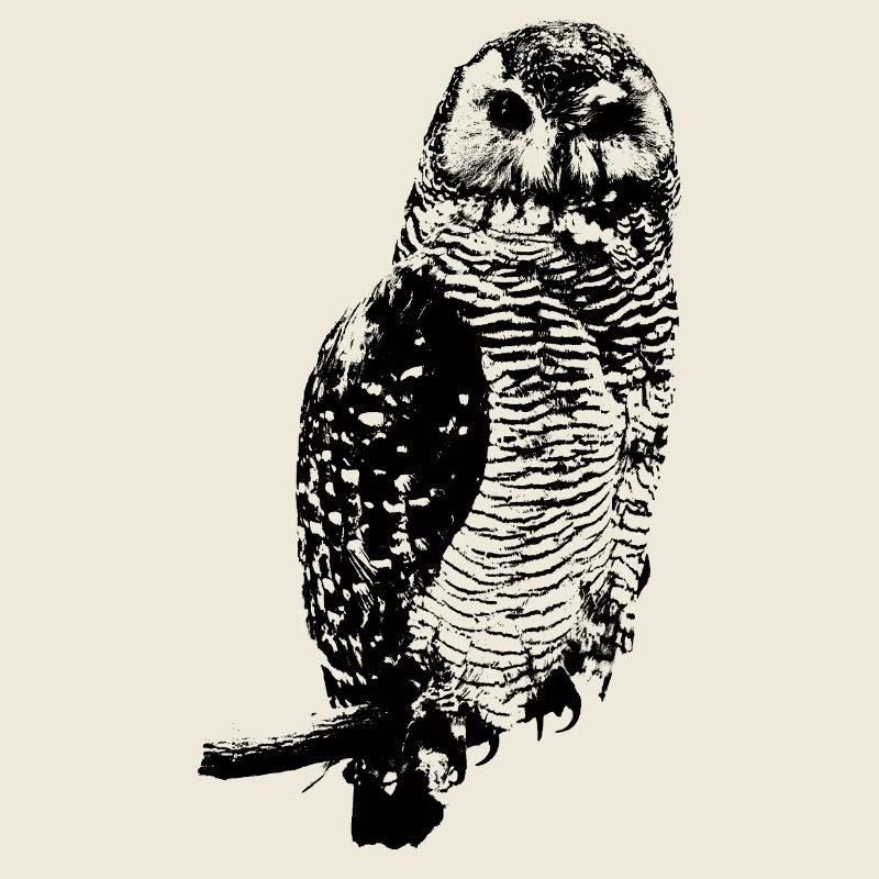 Eule
